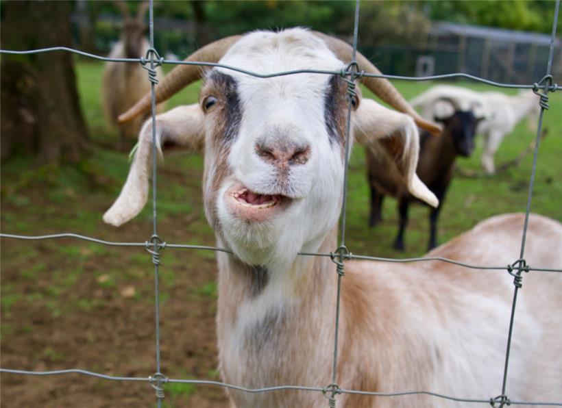 „Na, hast du was zum Essen?“ Beim Futter ist Vorsicht geboten: Ziegen gelten zwar als Allesfresser, doch nicht alles tut ihnen gut.
