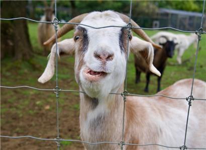 „Na, hast du was zum Essen?“ Beim Futter ist Vorsicht geboten: Ziegen gelten zwar als Allesfresser, doch nicht alles tut ihnen gut.
