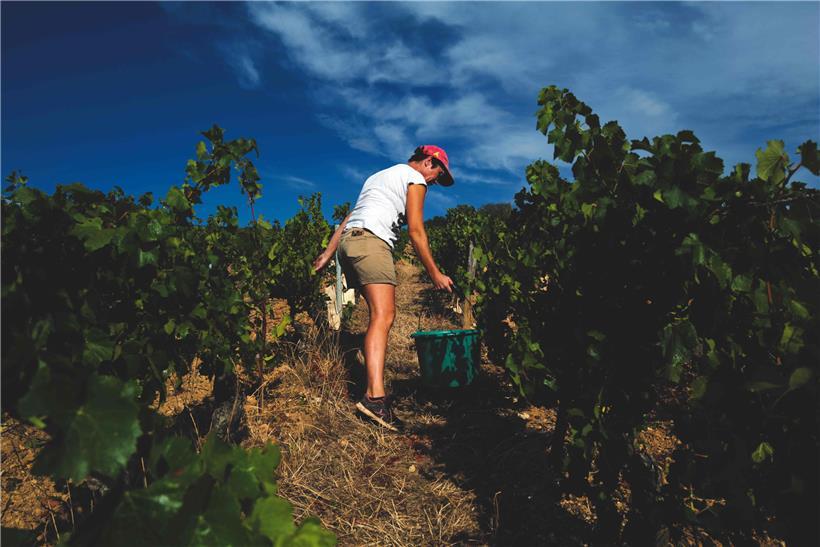 Nach einer Hitzewelle in Frankreich hat die Weinlese im südlichen Burgund laut Medien ungewöhnlich früh begonnen
