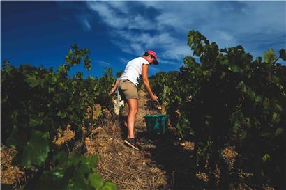 Nach einer Hitzewelle in Frankreich hat die Weinlese im südlichen Burgund laut Medien ungewöhnlich früh begonnen
