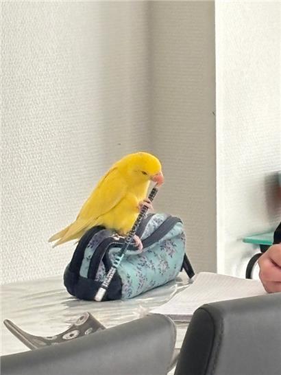 Nach einigen Tagen des Bangens konnte der entflogene Pinky durch die Hilfe der Reddit-Community sowie der "Fleegestatioun" wieder zu seiner Familie
