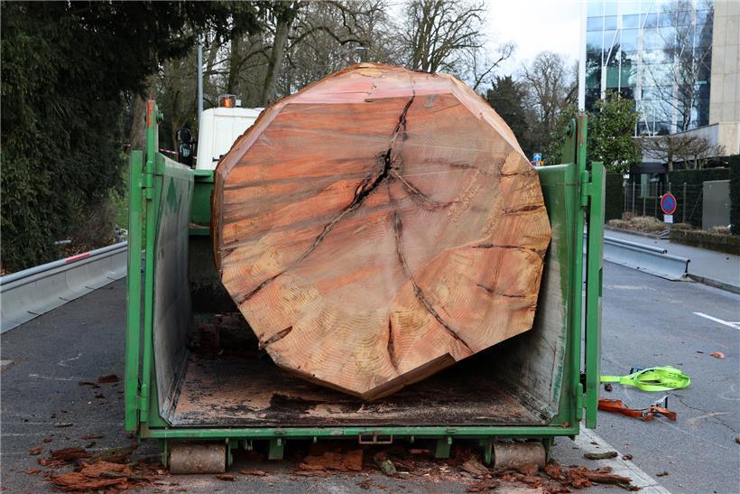 Nachhaltiges Abholzen von Bäumen zur Möbelherstellung für umweltfreundliche Holzmöbelproduktion