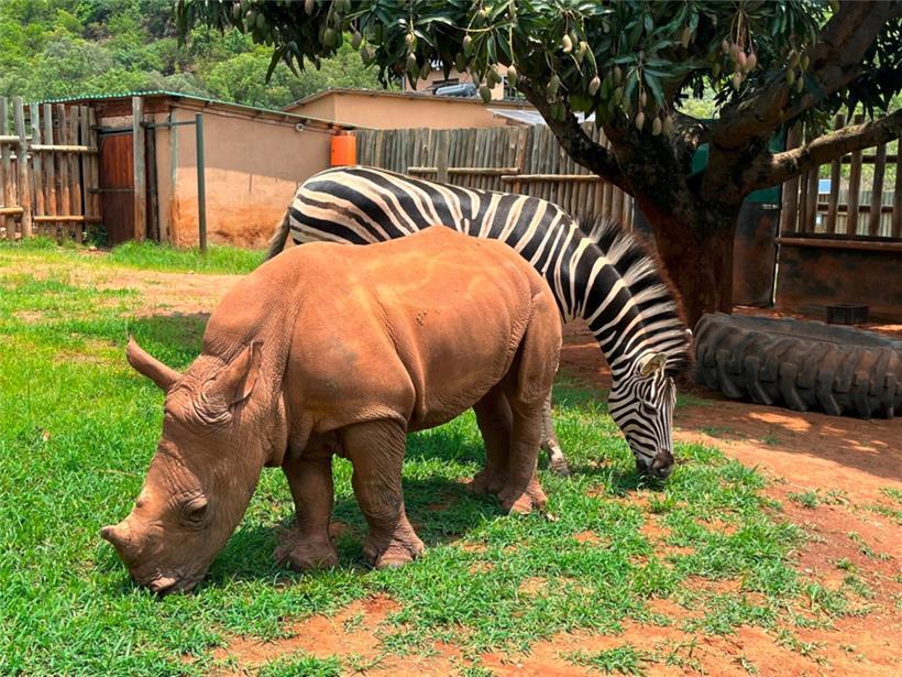 Nashorn-Baby Daisy und Zebra-Baby Modjadji auf ihrem täglichen Spaziergang durchs Gehege. Beide wurden als verwaiste Babys aus einem Nationalpark in Südafrika gerettet und haben eine enge, außergewöhnliche Freundschaft geschlossen. 
