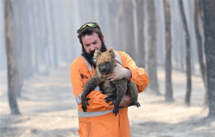 Neben Waldrodung und Buschfeuern gefährden der Klimawandel, Hundeangriffe, Verkehrsunfälle und die bakterielle Chlamydia-Infektion die Beutler auf dem fünften Kontinent
