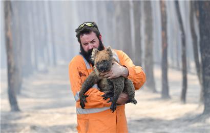 Neben Waldrodung und Buschfeuern gefährden der Klimawandel, Hundeangriffe, Verkehrsunfälle und die bakterielle Chlamydia-Infektion die Beutler auf dem fünften Kontinent
