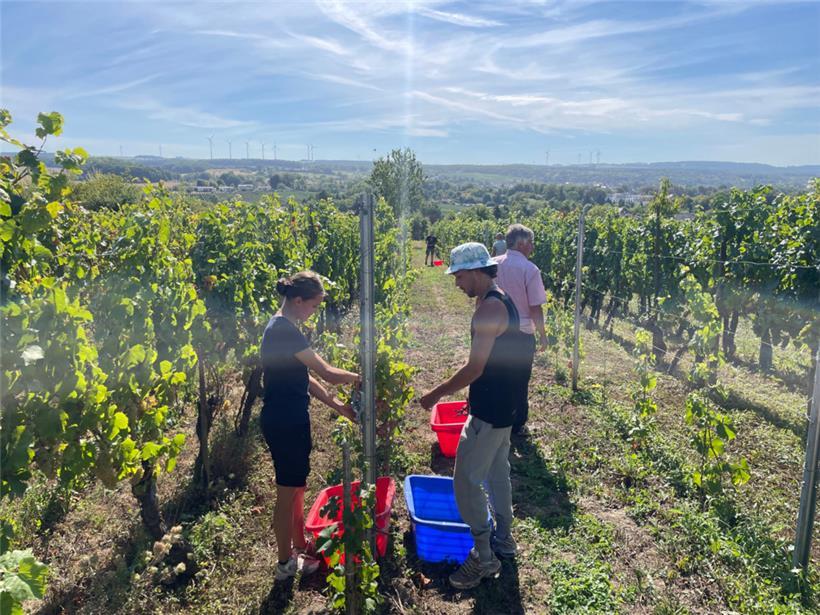 Neben dem Frühburgunder wurden noch ein paar weitere Trauben aus kleinen Parzell...