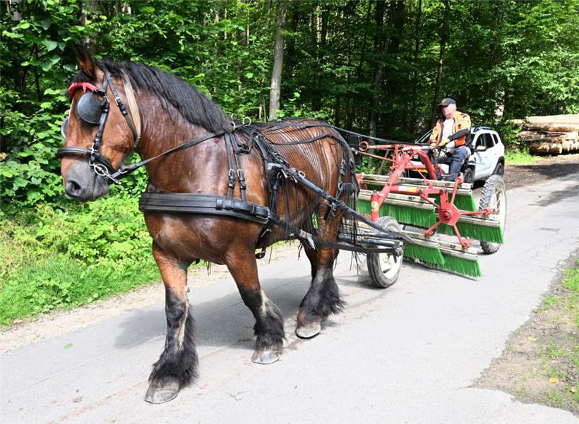 Nele und andere Pferde helfen seit 2017 bei der Arbeit in den Wäldern von Luxemburg-Stadt
