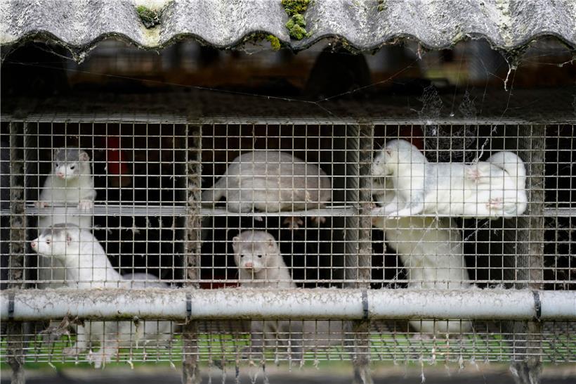 Nerze in Käfigen auf einem Bauernhof in Gjoel in Nordjütland
