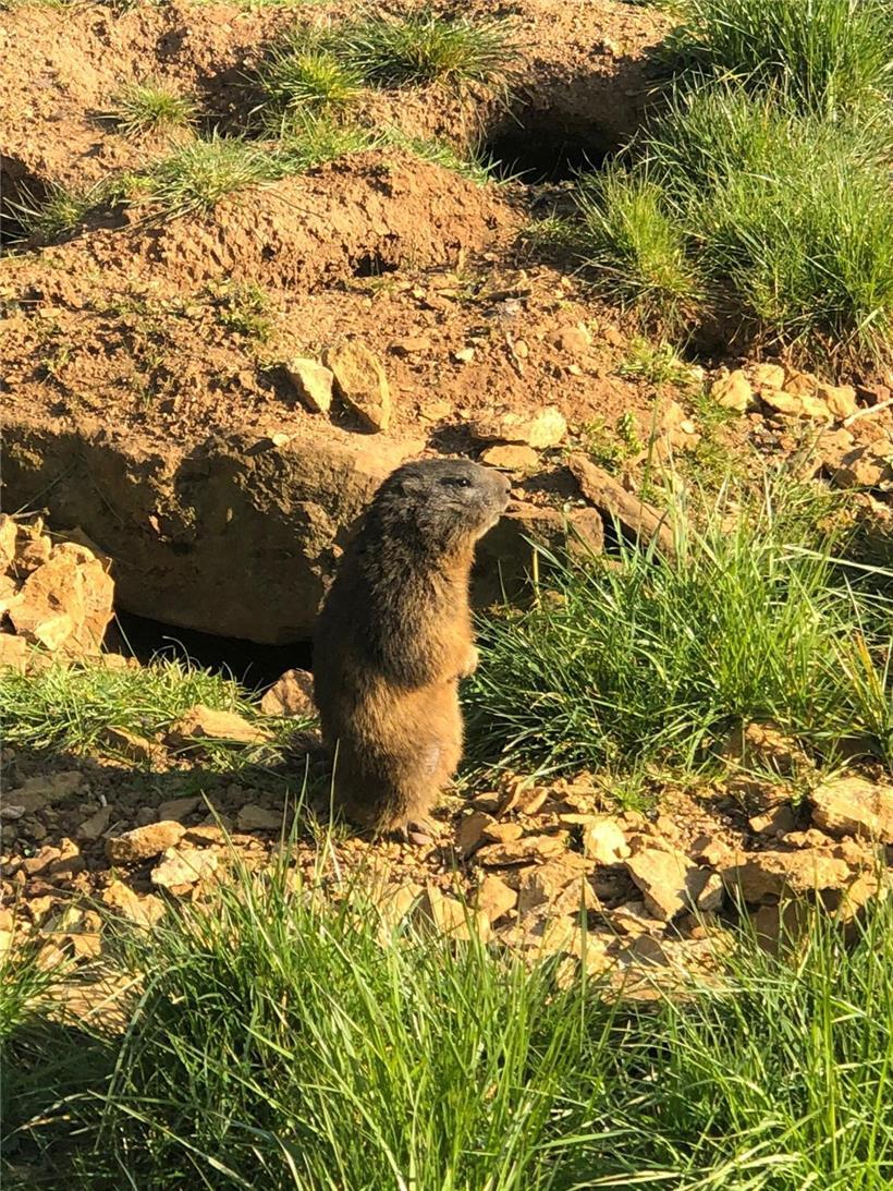 Neugierig wie eh und je: Murmeltiere im Escher „Déirepark“
