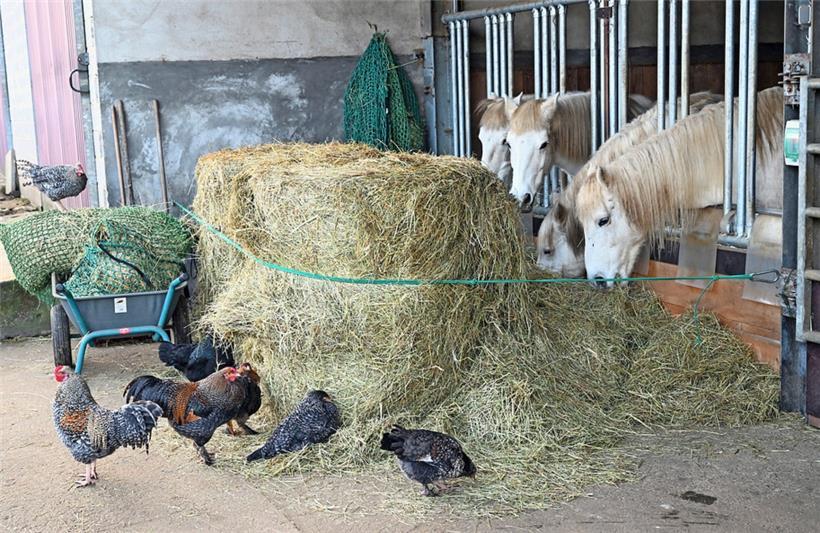 Nicht alle Tiere auf dem Hof arbeiten als Therapiehelfer