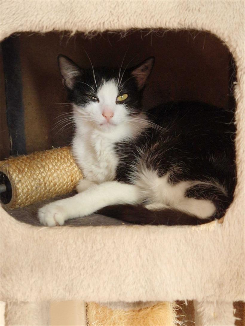 Nicht jede Katze war von der Störung durch das Interview begeistert
