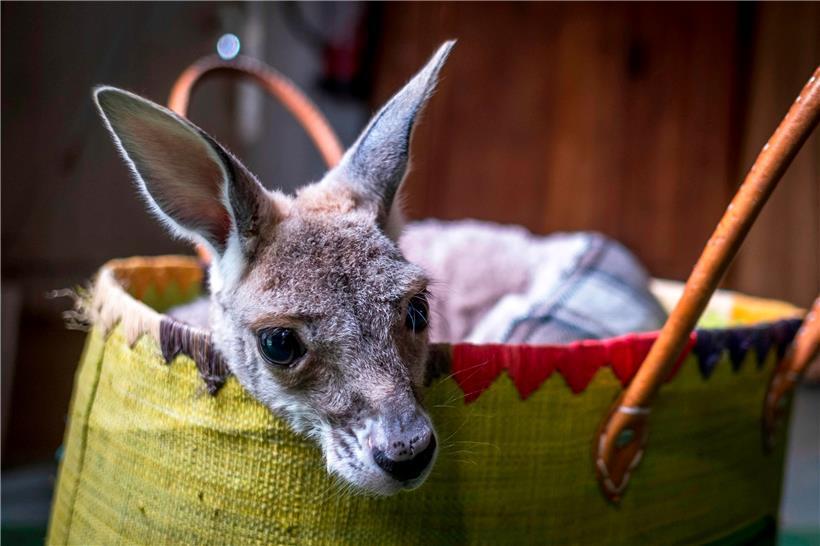 Nicht nur unzählige Tiere wie das sechs Monate alte Känguru Diego haben bei den Feuern gelitten – da ganze Gemeinden abgebrannt sind, befürchten die Australier eine verstärkte Landflucht
