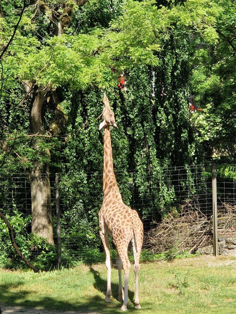 Noch nicht ganz im ESC-Fieber, dafür aber mächtig Kohldampf
