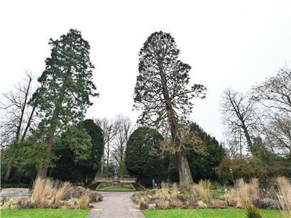 Noch stehen in der Oberstadt in der Nähe vom Monument von Prinzessin Amélie zwei Riesenmammutbäume, einer der beiden wird am Wochenende allerdings entfernt.