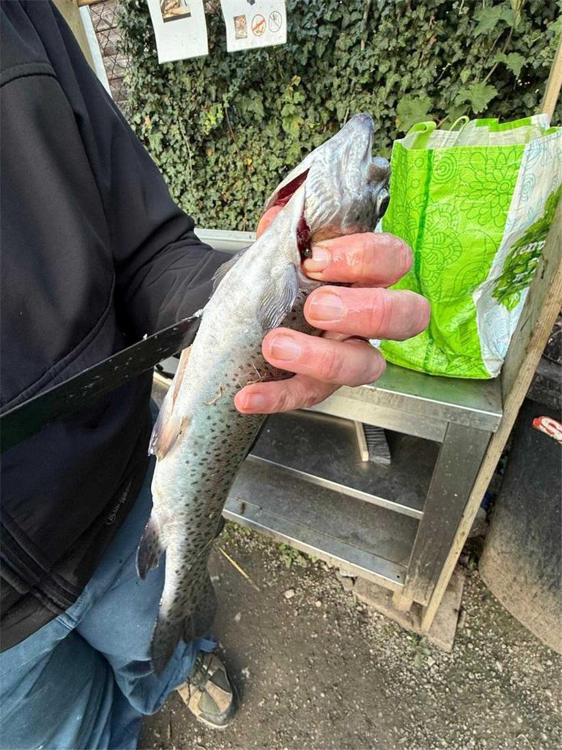 Noch vor Ort werden die Fische gesäubert
