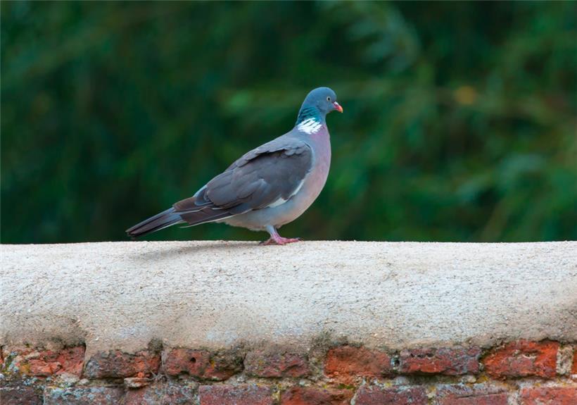 Nur die Harten kommen in den Garten. Die anderen schaffen es nur bis in den Vorgarten, wo die Polizei leichtes Spiel hat.

