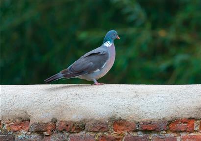 Nur die Harten kommen in den Garten. Die anderen schaffen es nur bis in den Vorgarten, wo die Polizei leichtes Spiel hat.
