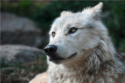 Nur für Schafe gefährlich? Der Wolf ist wieder da. (Symbolfoto)
