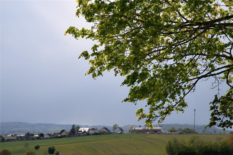 Nur noch 100 der ursprünglich 535 schützenswerten Bäumen befinden sich auf der Liste – warum?

