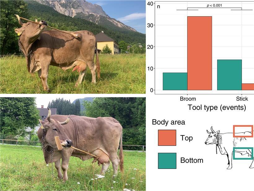 Die Grafik zeigt, an welchen Körperteilen die Kuh Veronika welches Ende der Bürste einsetzt