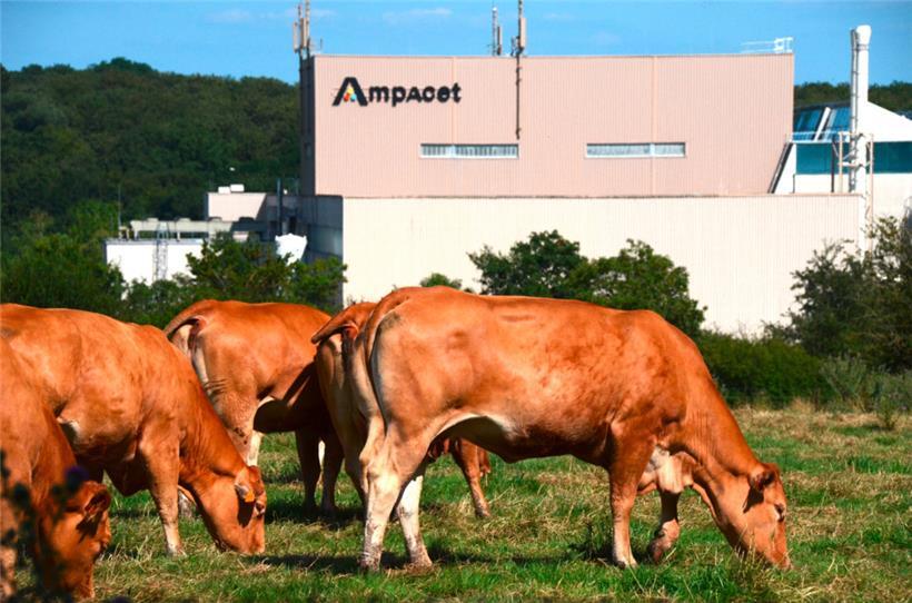 Oberhalb der Firmen Ampacet und Husky grast eine Kuhherde mit mehreren Kälbchen
