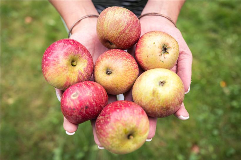 Obst ist gesund – doch das „Méco“ bemängelt unter anderem, dass es in der Ausschreibung keine Vorgaben gebe, was den zulässigen Pestizideinsatz betrifft
