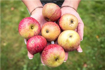 Obst ist gesund – doch das „Méco“ bemängelt unter anderem, dass es in der Ausschreibung keine Vorgaben gebe, was den zulässigen Pestizideinsatz betrifft
