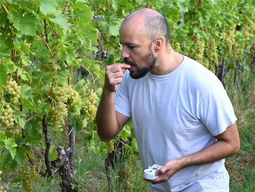 Önologe Jean Cao hat uns erklärt, wie man Trauben richtig verkostet, um dadurch den Lesezeitpunkt zu definieren
