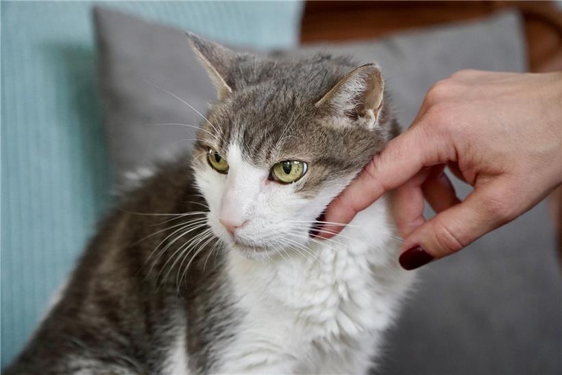 Nahaufnahme von zwei Menschen, die sich mit einem bewussten Augenkuss liebevoll verbinden, emotionale Bindung stärken