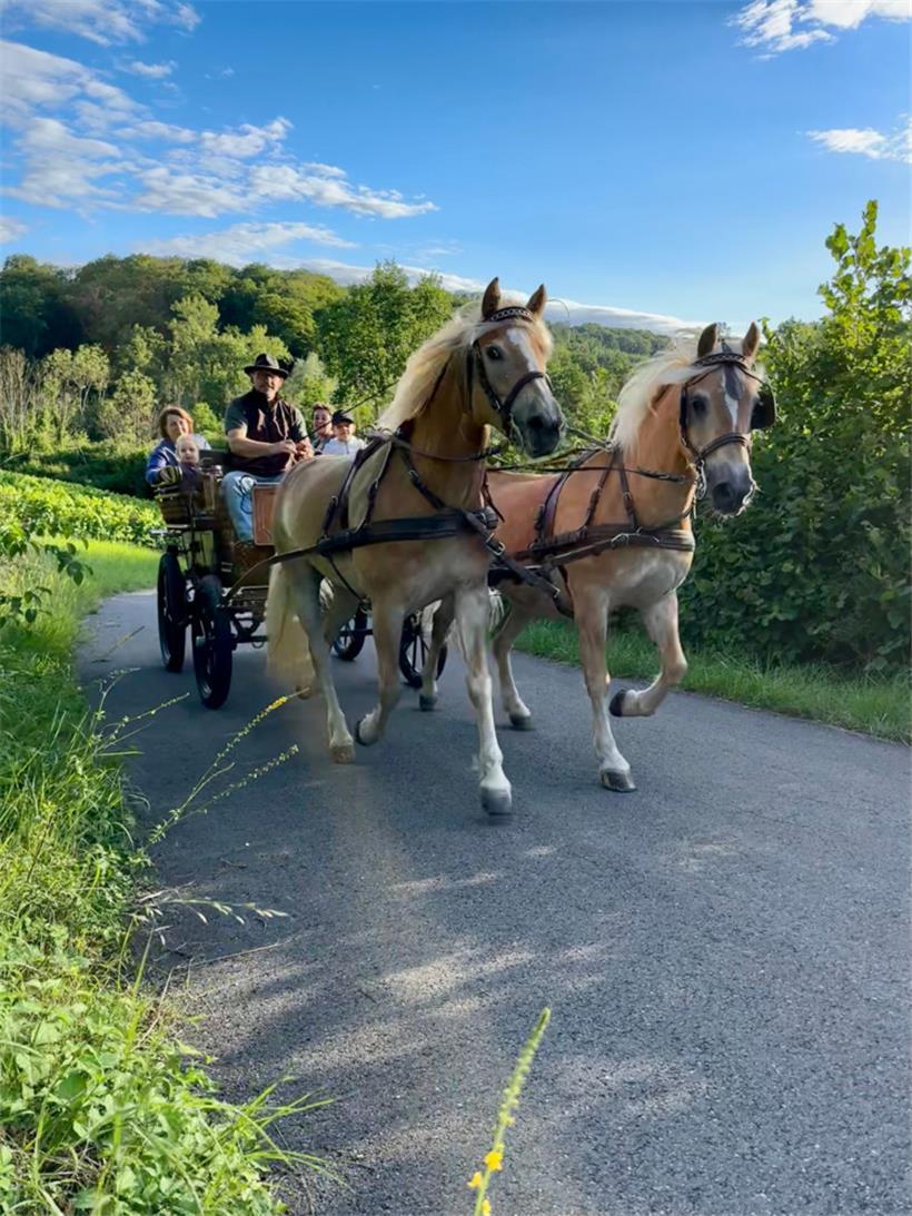 Oft ist Norb mit seinen Gästen auf Tour, sei es für eine gemütliche Fahrt durch die Weinberge oder einen romantischen Ausflug in verschiedene Ortschaften, um sein Wissen über die Region zu teilen
