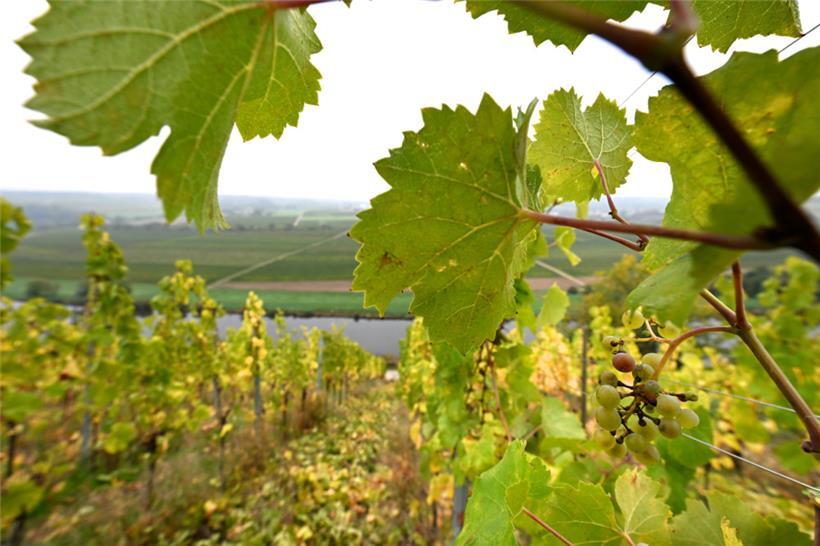 Ohne die vielen Winzer, die kurz vor dem Renteneintrittsalter stehen, besteht die Gefahr, dass Flächen brachliegen
