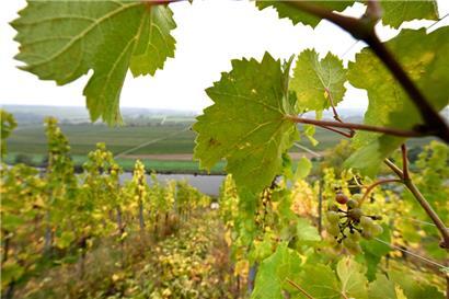 Ohne die vielen Winzer, die kurz vor dem Renteneintrittsalter stehen, besteht die Gefahr, dass Flächen brachliegen
