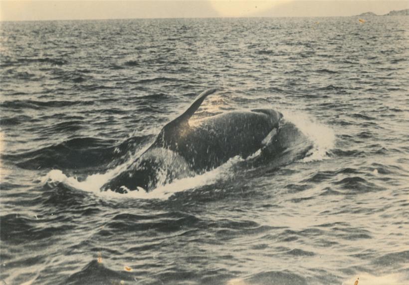 „Old Tom“, der bekannteste Killerwal Australiens, hat bis heute einen geradezu legendären Ruf
