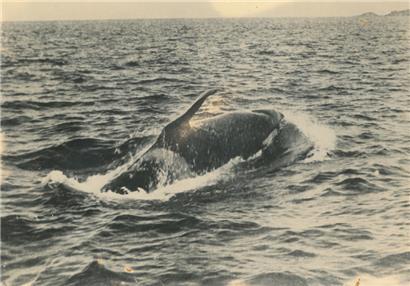 „Old Tom“, der bekannteste Killerwal Australiens, hat bis heute einen geradezu legendären Ruf
