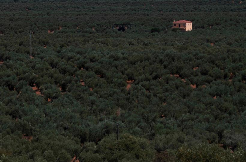 Olivenhain bei Fuerte del Rey im Südosten Spaniens: Die Ernte dürfte wegen der Hitze ziemlich mager ausfallen
