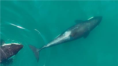 Orcas nutzen Werkzeuge aus Seetang zur gegenseitigen Pflege
