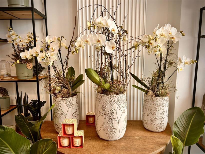 Warum Luxemburg den „Mammendag“ im Juni feiert Trendige bunte Orchideenblüten in voller Blüte, beliebte Zimmerpflanzen 2024 für moderne Wohnräume