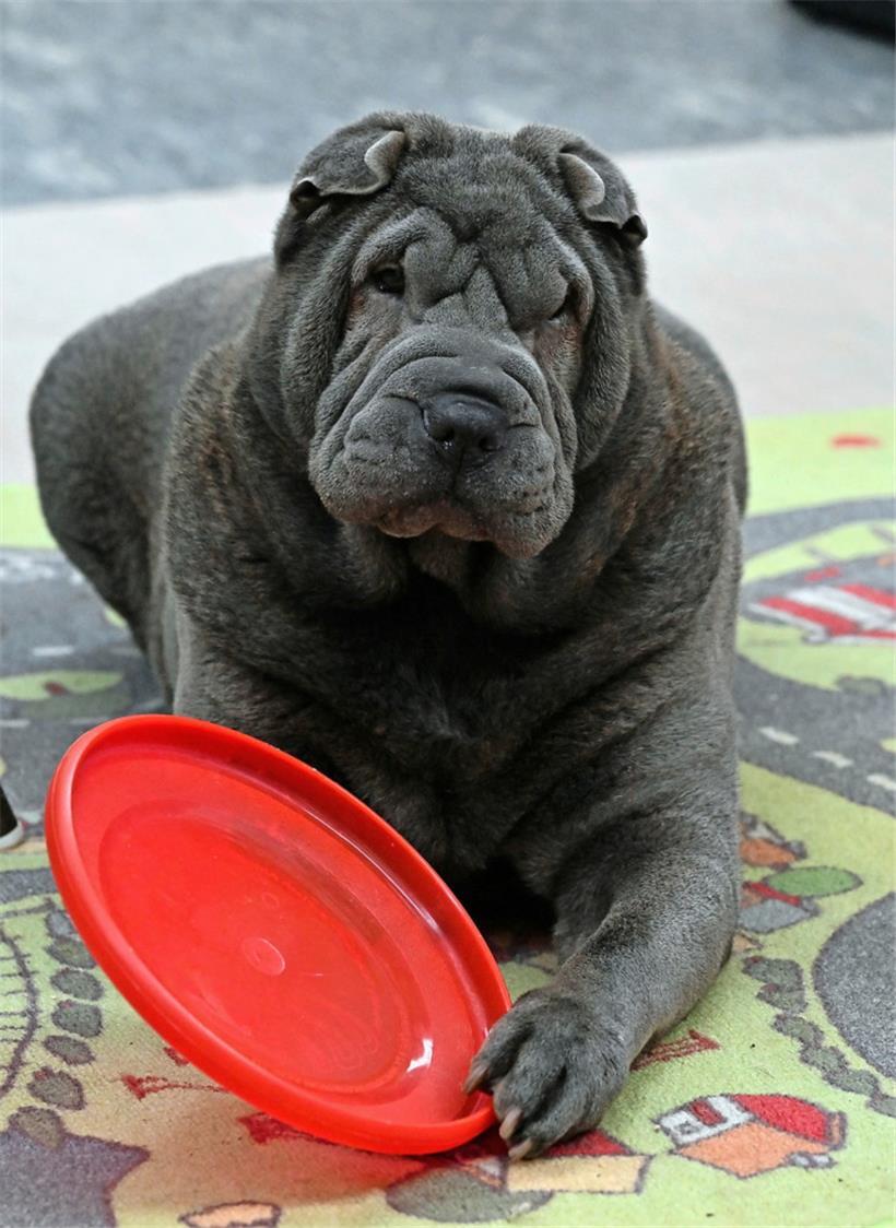Osée ist eine Art Maskottchen des Tierheims – und wohnt derzeit mit ihren Pflegern im Gemeinschaftsraum. Sichtlich entspannt posierte die Siebenjährige für den Tageblatt-Fotografen.
