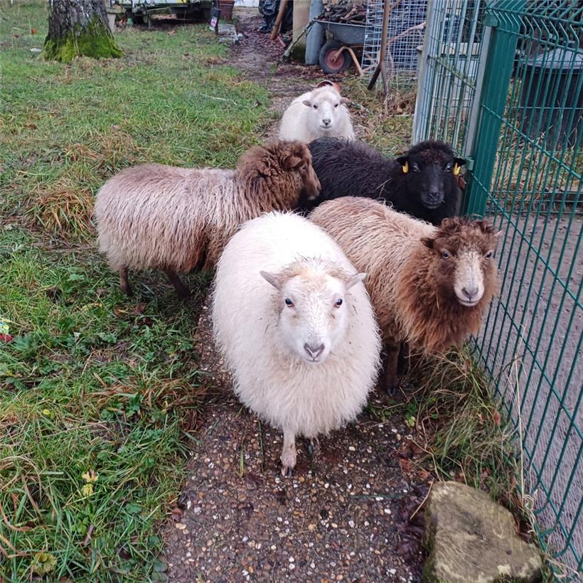 Ouessantschafe werden nur zwischen 46 und 49 Zentimeter Schulterhöhe groß und ihre Ohren sind kleiner als bei anderen Rassen
