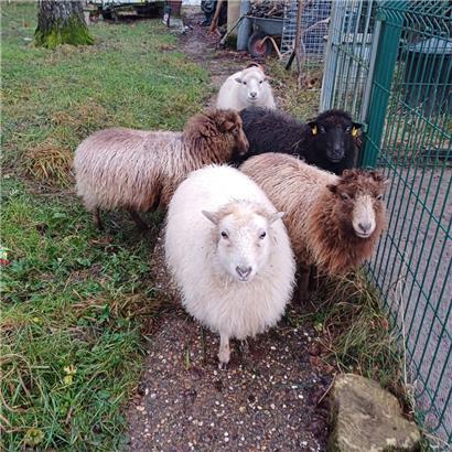 Ouessantschafe werden nur zwischen 46 und 49 Zentimeter Schulterhöhe groß und ihre Ohren sind kleiner als bei anderen Rassen
