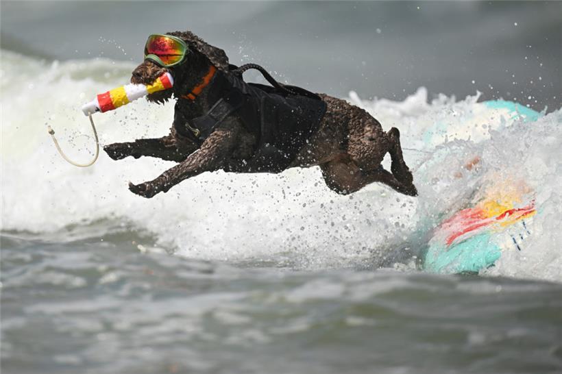 Paco, der spanische Wasserhund, springt während den World Dog Surfing Championsh...