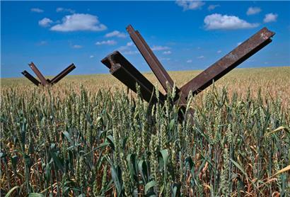 Panzersperren in einem ukrainischen Weizenfeld: Millionen Menschen droht der Hunger
