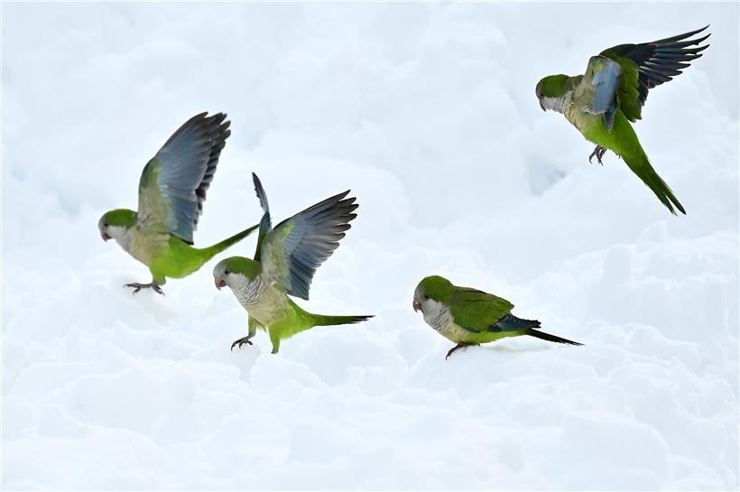 Papageien suchen in Madrid nach Futter: Über Nacht fielen fast 50 Zentimeter Schnee.
