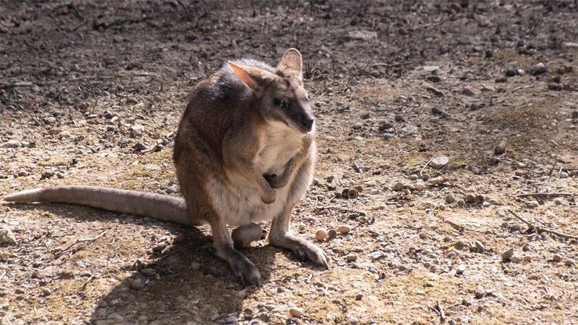 Von kleinen Köpfchen und großen Sprüngen – Wallabys im „Parc Merveilleux“ Parmawallabys sind deutlich kleiner als Bennettwallabys und führen auch in freier Wildbahn ein eher zurückgezogenes Leben