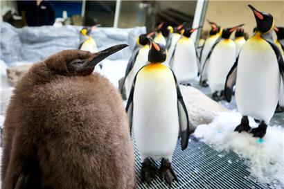 Pesto, ein riesiges Königspinguinküken, das so viel wiegt wie seine beiden Eltern zusammen
