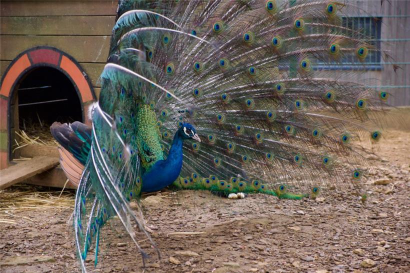 Pfaue benötigen noch mehr Raum als Hühner, fliegen deutlich besser – und können ...