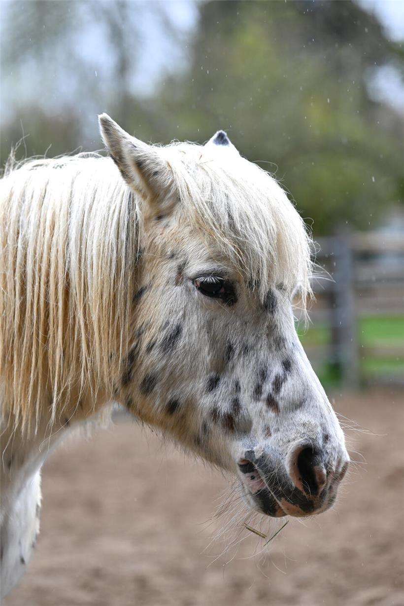 Der Schallihaff bringt Kindern den Umgang mit Tieren und Natur näher Pferde verschiedener Größen grasen am Ufer des Schallihaffs bei klarem Himmel und natürlicher Landschaft