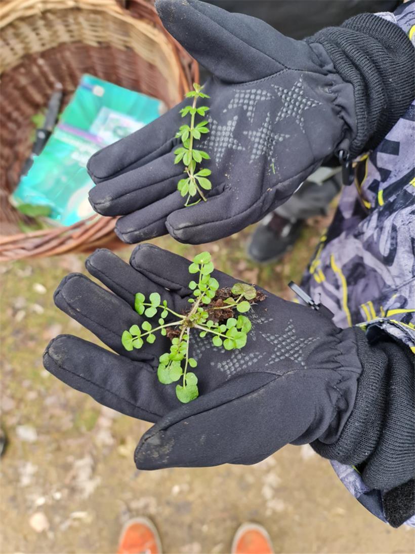 Pflanzen richtig zu bestimmen, ist wichtig. Selbst die kleinsten Unterschiede können dabei helfen.
