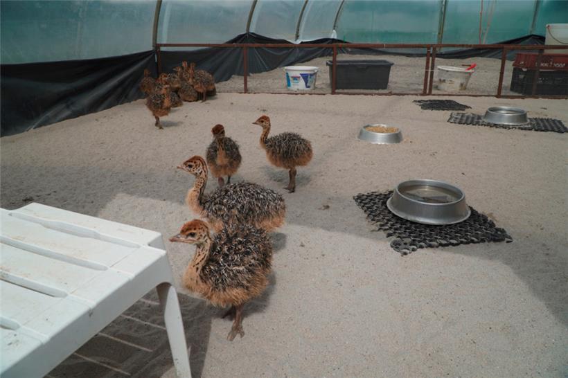 „Piep, piep, piep“: Man hat die Küken einfach lieb      
