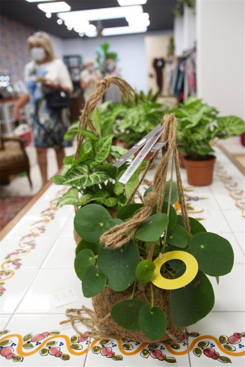 Pilea: Das Unternehmen ist nach der sogenannten Ufopflanze benannt